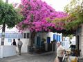 great bougainvillea